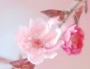 ܔzӰɺͽҪ